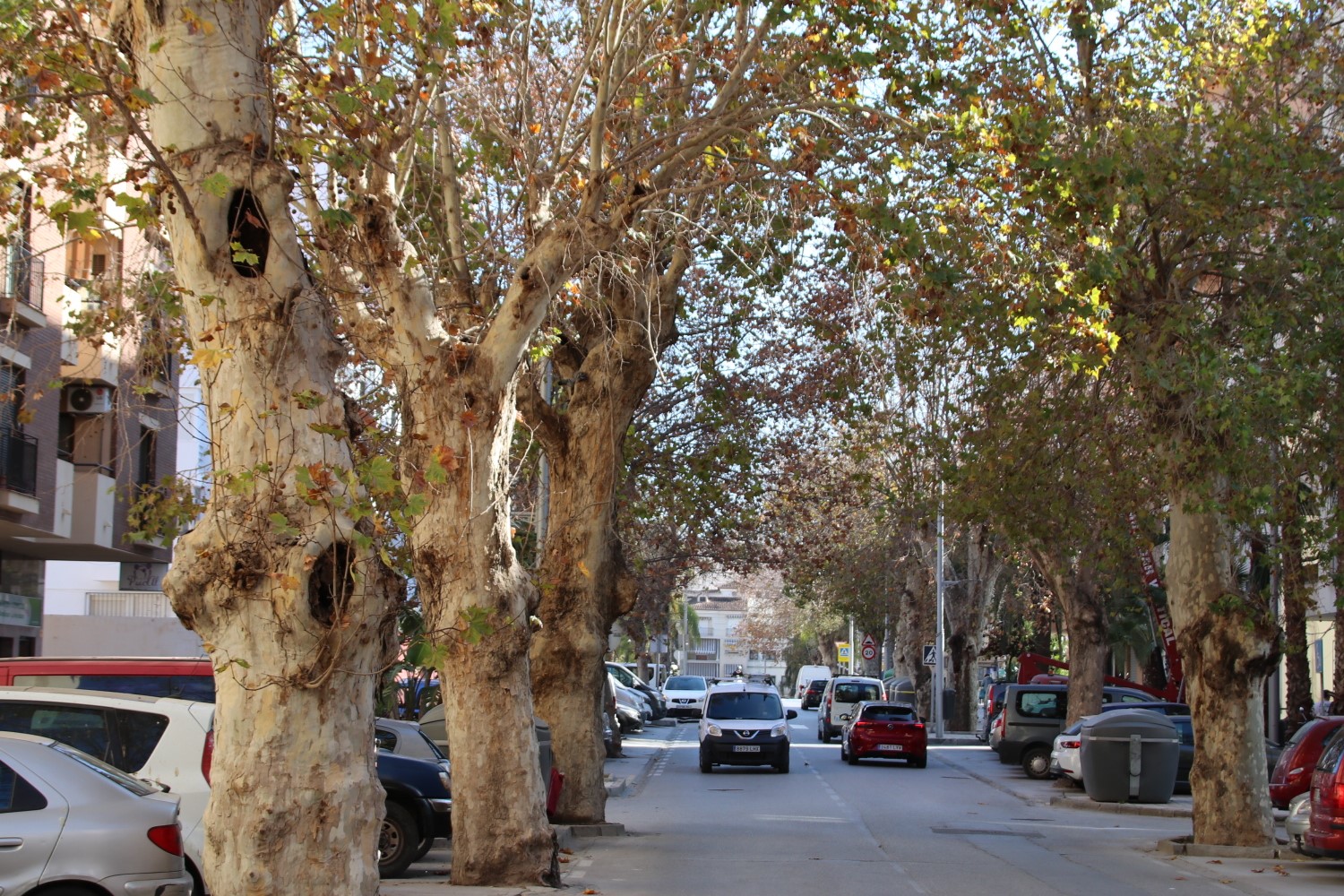 Almuñécar comenzará el miércoles día 11 los trabajos de poda en la Avenida Costa del Sol